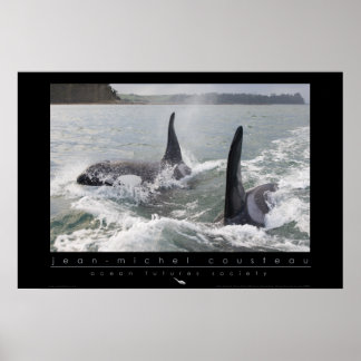 Poster de Orca Nova Zelândia