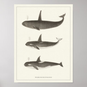 Poster de orca ou de baleia Killer