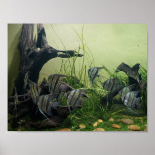 Poster de Orinoco Angelfish