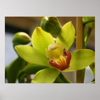 Poster de orquídea