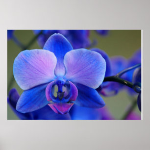 Poster de Orquídea Azul e Rosa