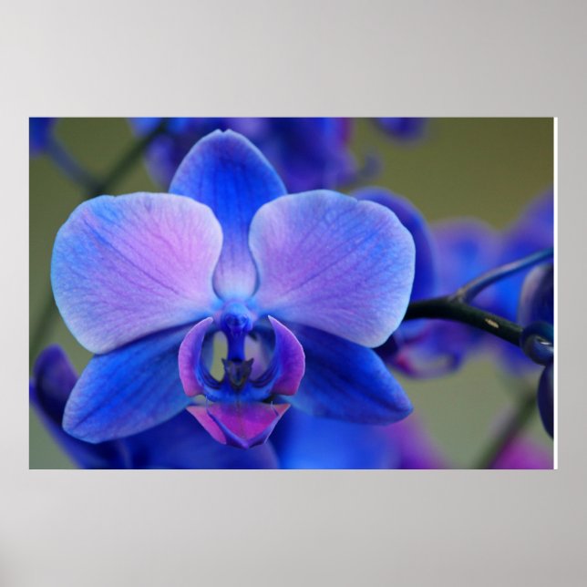 Poster de Orquídea Azul e Rosa (Frente)