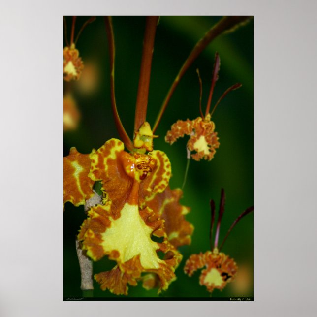 Poster de orquídea borboleta -24x36 -outros tamanh (Frente)