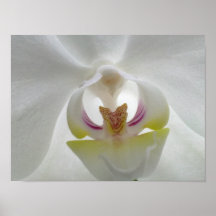 Poster de Orquídea Branca