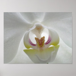 Poster de Orquídea Branca