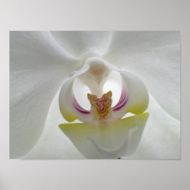 Poster de Orquídea Branca (Frente)