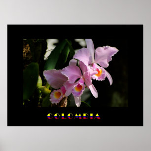 Poster de Orquídea Cattleya