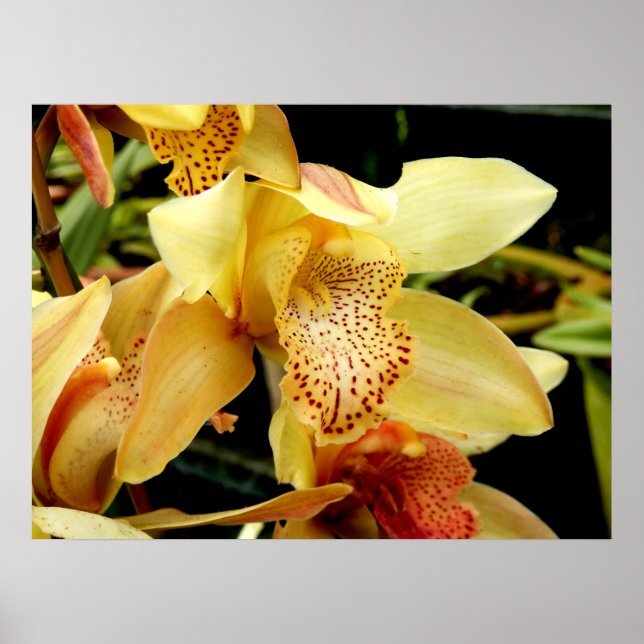 Poster de Orquídea de Cymbidium Amarelo-Pálida (Frente)