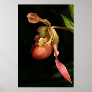 Poster de Orquídea de Escorregadio - 40x60 ou meno