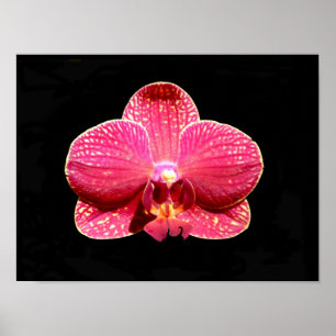 Poster de Orquídea de Moth