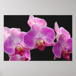 Poster de Orquídea Phalaenopsis Cluster - 36x24