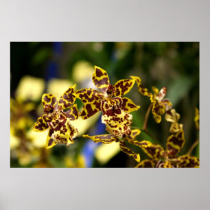 poster de orquídeas