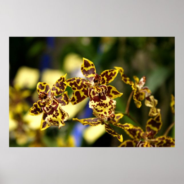 Poster de orquídeas (Frente)