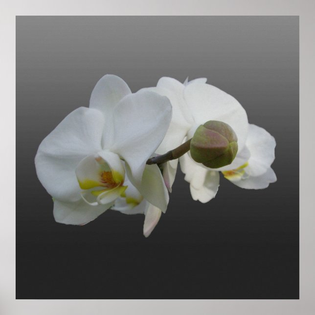 Poster de Orquídeas Brancas (Frente)