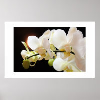 Poster de Orquídeas Brancas