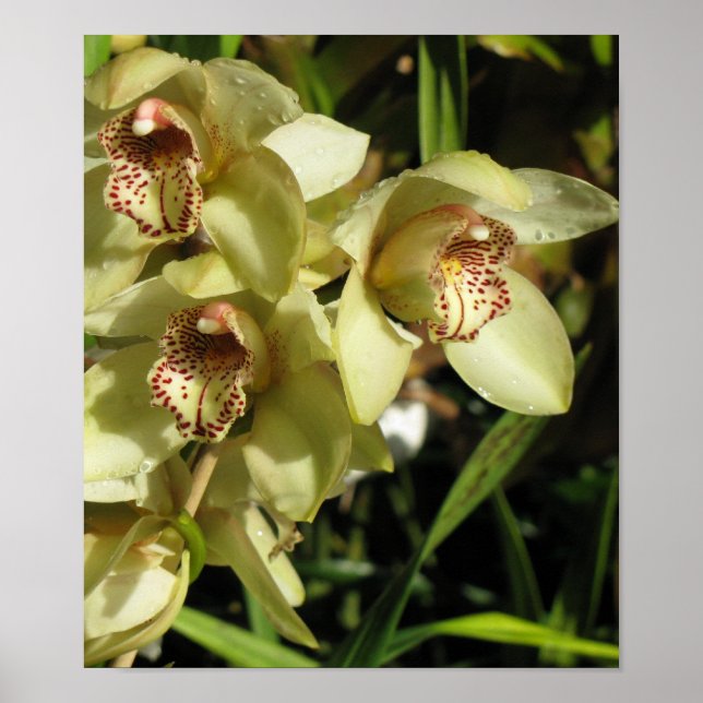 Poster de Orquídeas de Cymbidium (Frente)