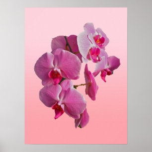 Poster de Orquídeas Rosa