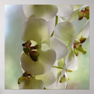 Poster de oscilação da orquídea