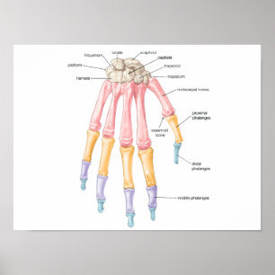 Poster de ossos manuais