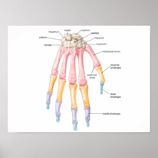 Poster de ossos manuais (Frente)