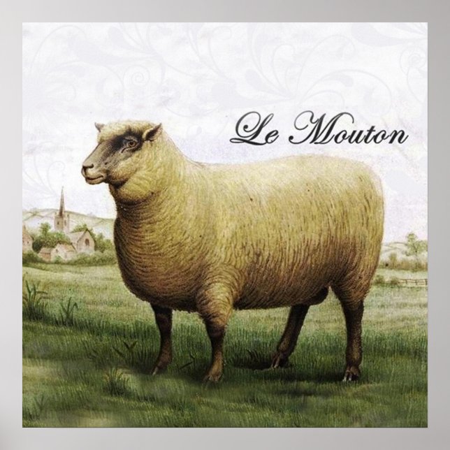Poster de ovelha (Frente)