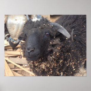 Poster de Ovelha Negra