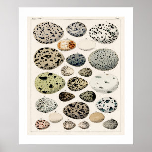 POSTER DE OVOS DE AVES DE VINTAGEM 1843 ILUSTRAÇÃO