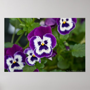 Poster de Pansy Real Purple e White Matrix