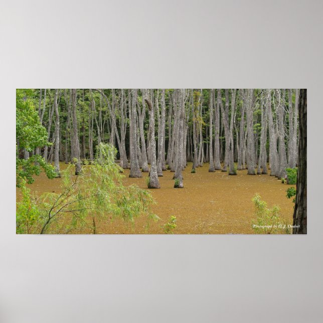 Poster de pântano místico (Frente)