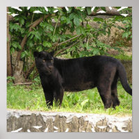 Poster de Pantera de Embalagem