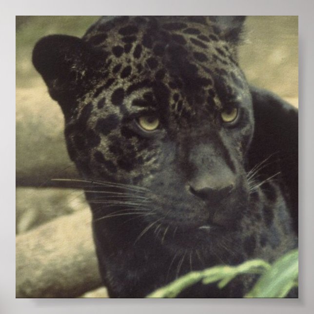 Poster de Pantera Preta (Frente)