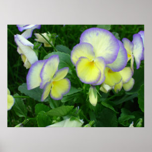 Poster de Panteras Amarelas Lemon