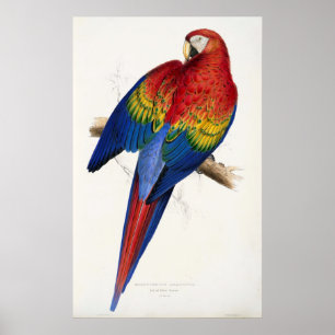 Poster de papagaio tropical