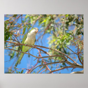 Poster de papagaio verde