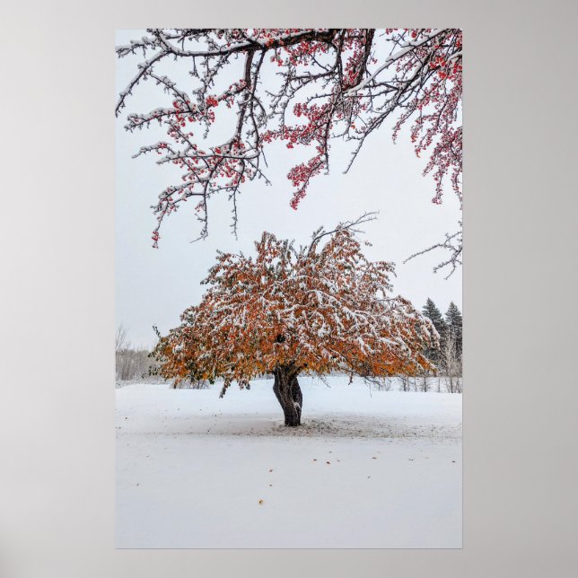 poster de parede 20x30 (Frente)