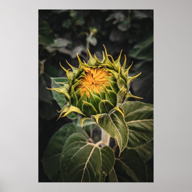 poster de parede 20x30 (Frente)