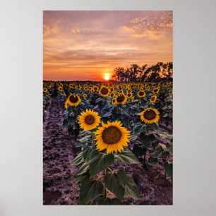 poster de parede 20x30