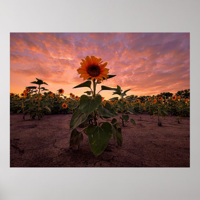 poster de parede 24x18 (Frente)