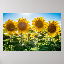 poster de parede 36x24