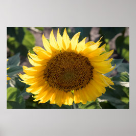 poster de parede 36x24