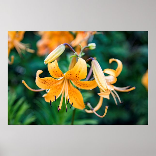 poster de parede 36x24 (Frente)