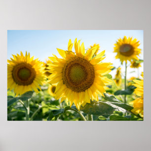 poster de parede 36x24