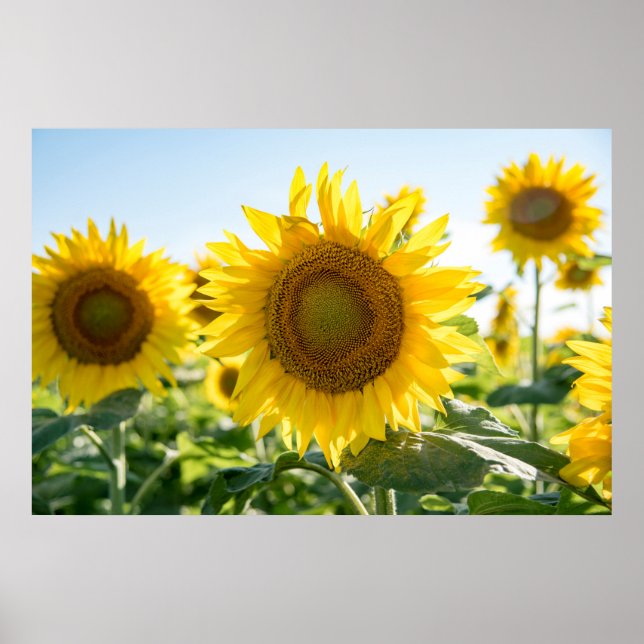 poster de parede 36x24 (Frente)