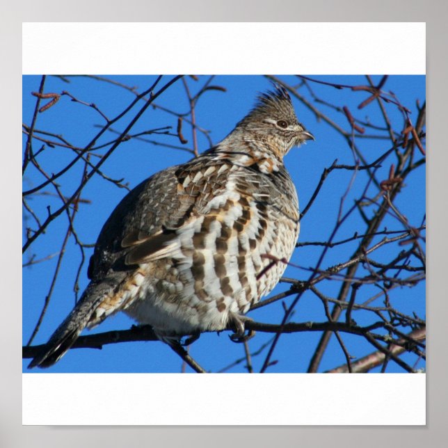Poster de Partridge (Frente)