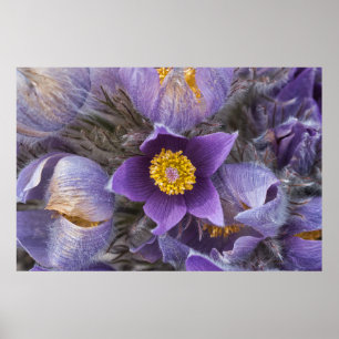 Poster de Pasqueflower