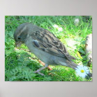 Poster de passarinho
