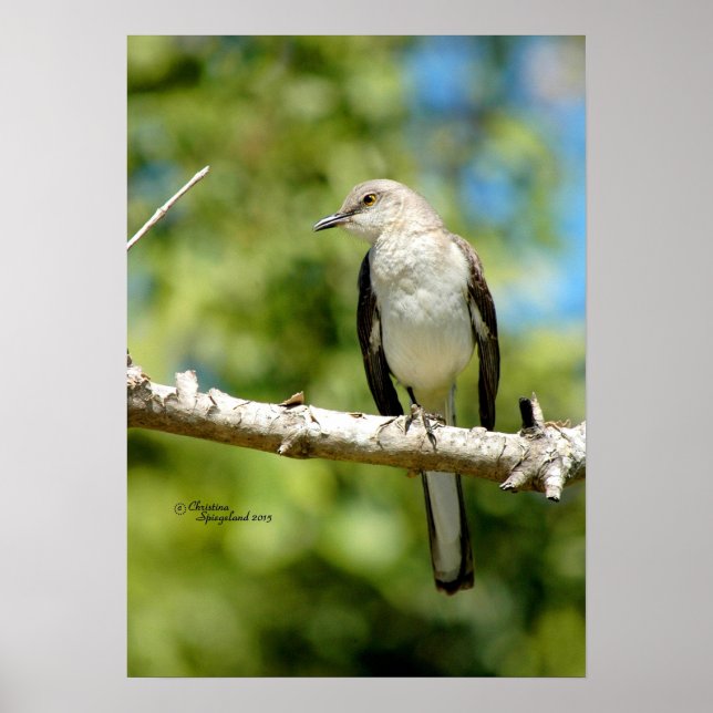 Poster de pássaro (Frente)