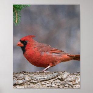 Poster de pássaro