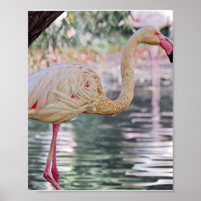 Poster de pássaro (Frente)