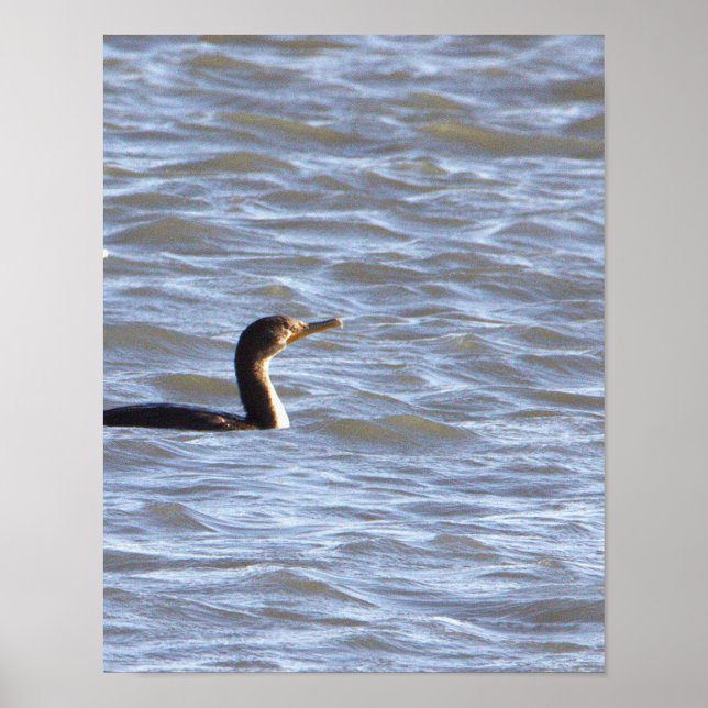 Poster de pássaro Cormorante com duplo cremento (Frente)